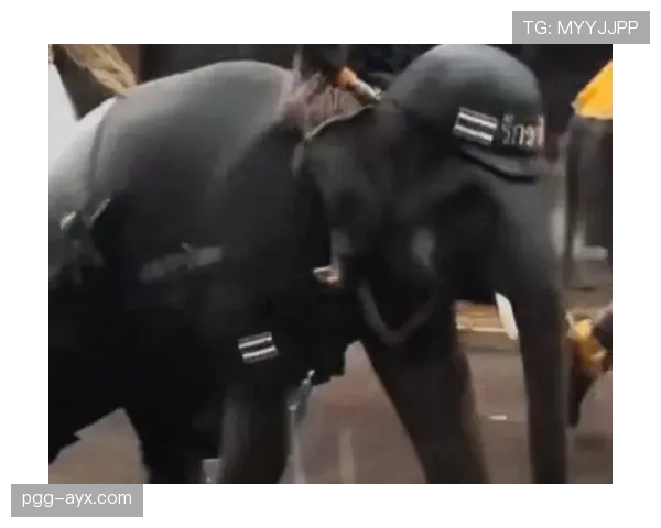 泰国队战象庆典